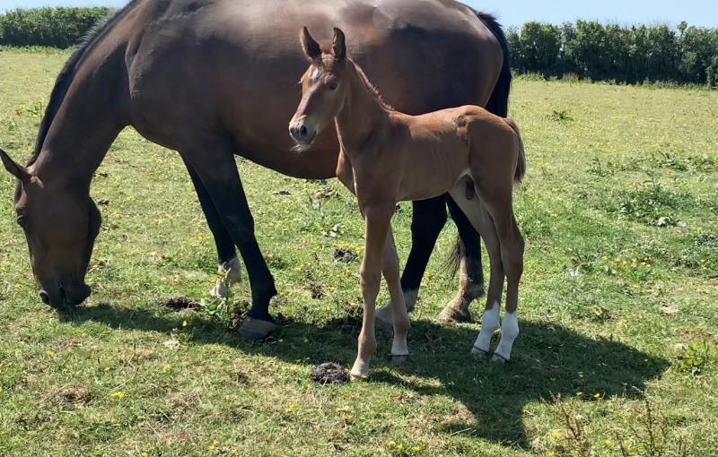 Foal by Condor (Caretino x Capitol I) x Zigzag (Concorde) x Shaab