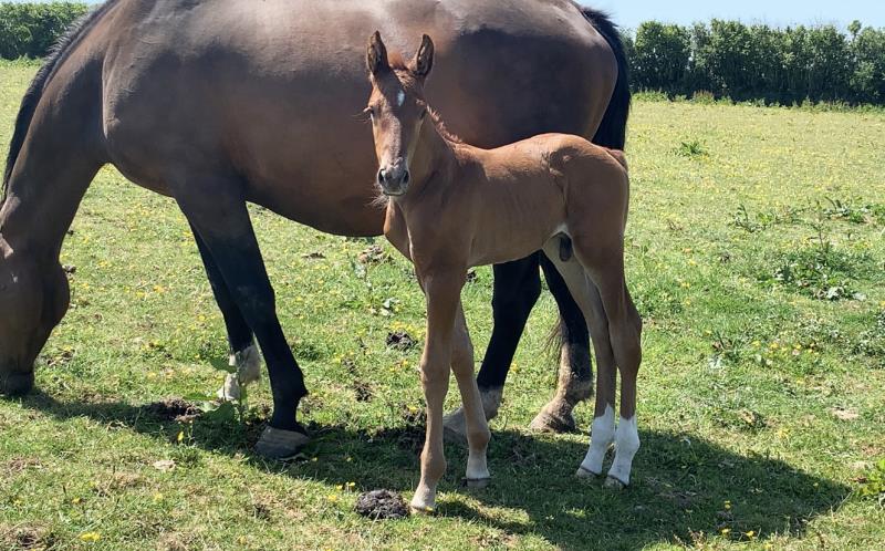 Foal by Condor (Caretino x Capitol I) x Zigzag (Concorde) x Shaab