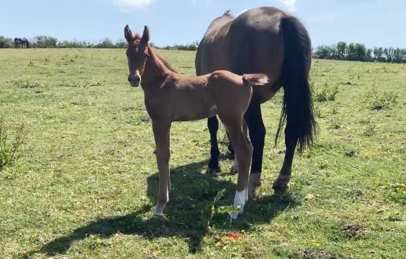 Foal by Condor (Caretino x Capitol I) x Zigzag (Concorde) x Shaab