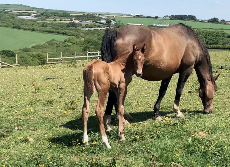 Foal by Condor (Caretino x Capitol I) x Zigzag (Concorde) x Shaab