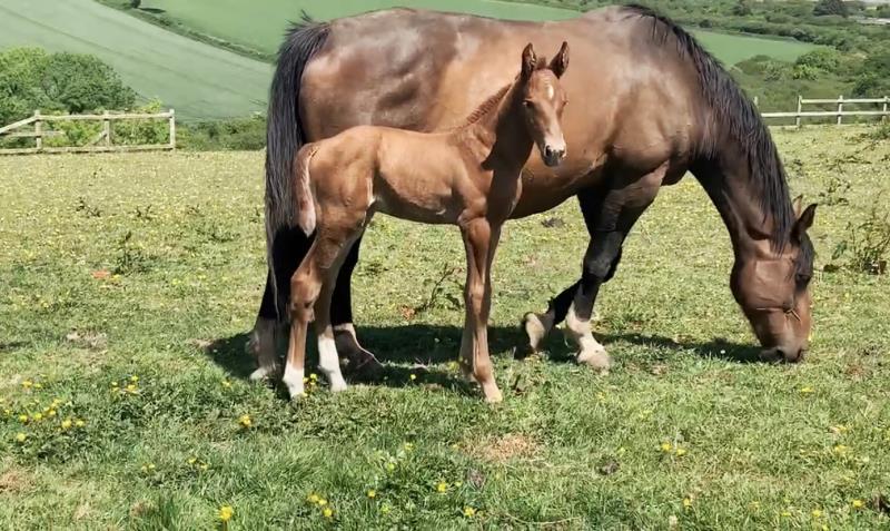 Foal by Condor (Caretino x Capitol I) x Zigzag (Concorde) x Shaab