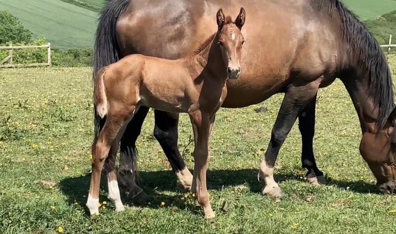 Foal by Condor (Caretino x Capitol I) x Zigzag (Concorde) x Shaab