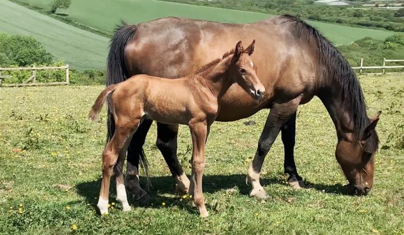 Foal by Condor (Caretino x Capitol I) x Zigzag (Concorde) x Shaab