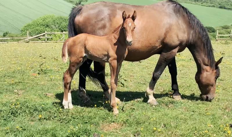 Foal by Condor (Caretino x Capitol I) x Zigzag (Concorde) x Shaab