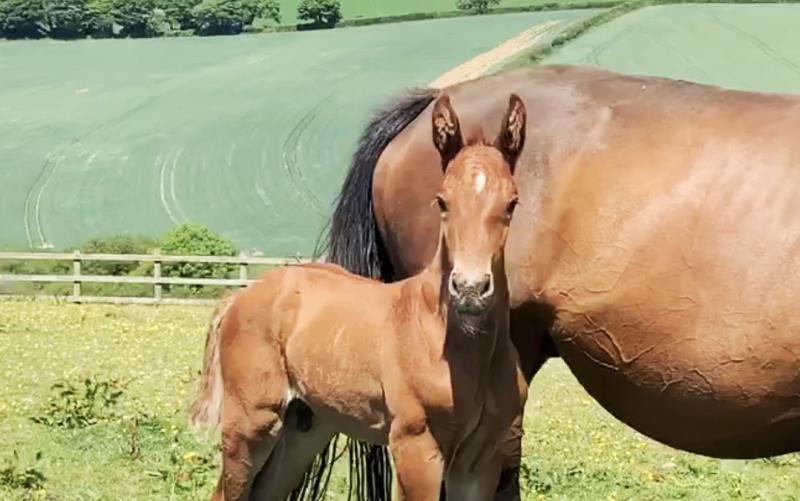 Foal by Condor (Caretino x Capitol I) x Zigzag (Concorde) x Shaab