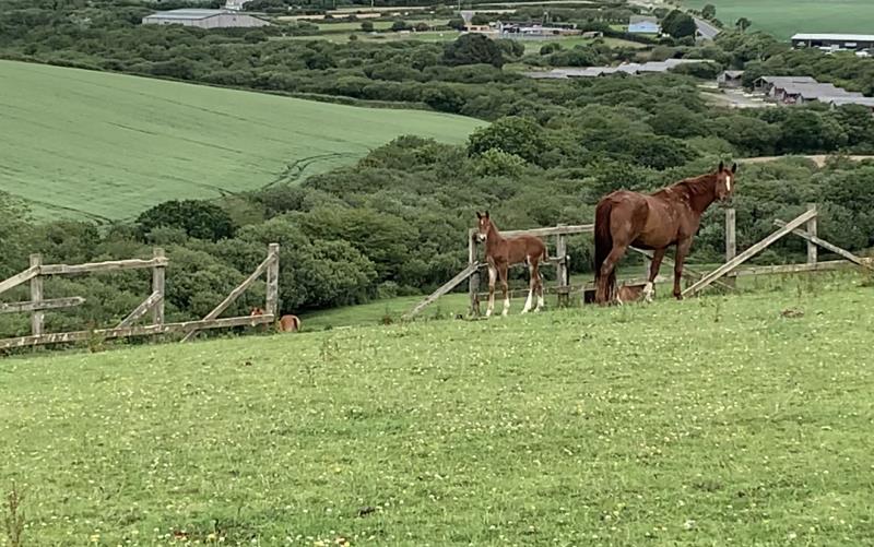 Gorgeous strong chestnut colt by Condor (Caretino x Capitol I) x Aerobic (Carthago)