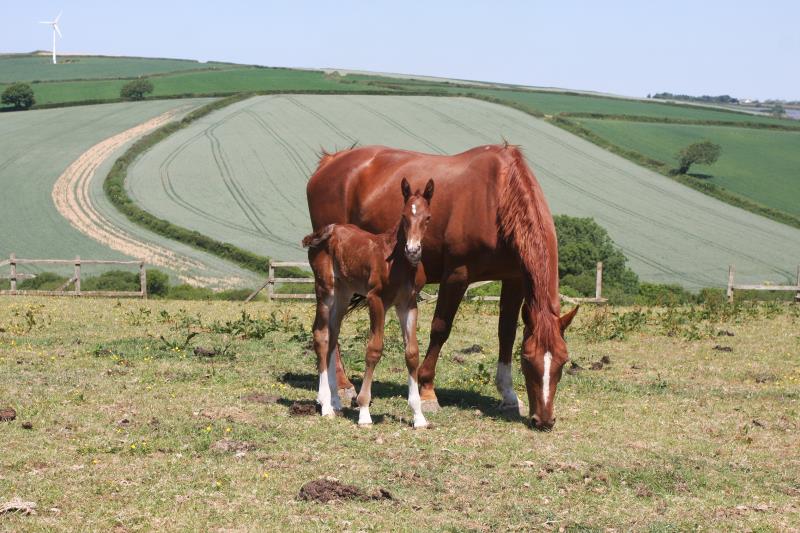 Gorgeous strong chestnut colt by Condor (Caretino x Capitol I) x Aerobic (Carthago)