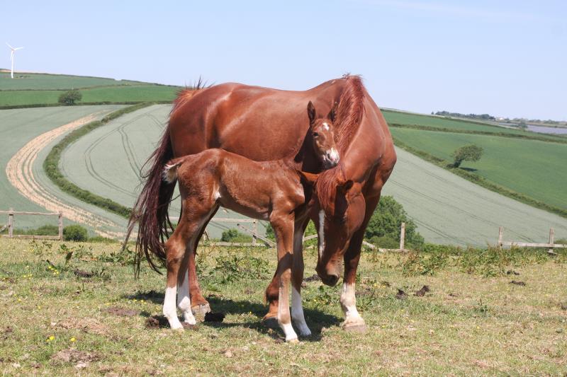 Gorgeous strong chestnut colt by Condor (Caretino x Capitol I) x Aerobic (Carthago)