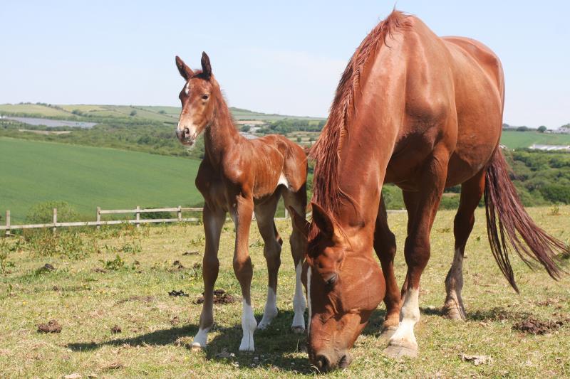 Gorgeous strong chestnut colt by Condor (Caretino x Capitol I) x Aerobic (Carthago)