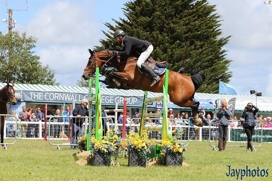 9yo Balwin B x Faram Top Professional or Young Riders Horse