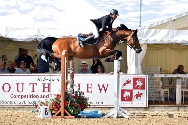 9yo Balwin B x Faram Top Professional or Young Riders Horse