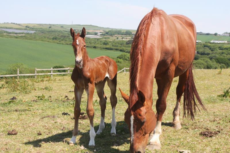 Gorgeous strong chestnut colt by Condor (Caretino x Capitol I) x Aerobic (Carthago)