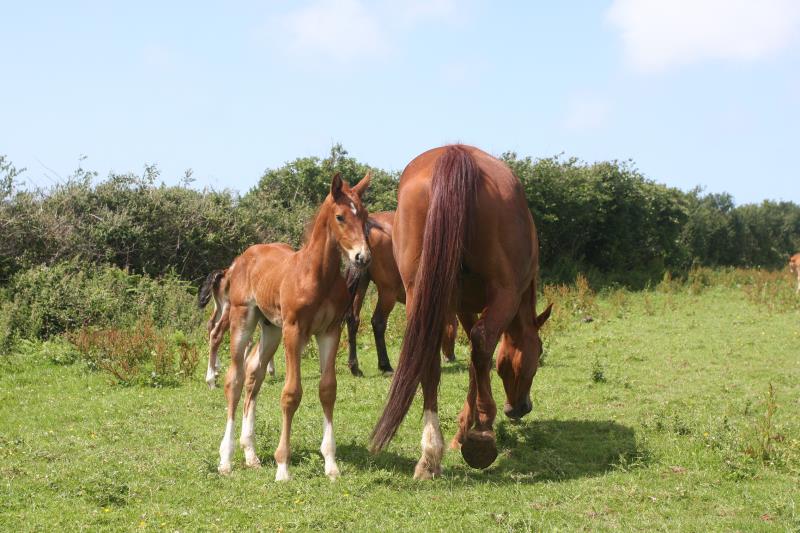 Gorgeous strong chestnut colt by Condor (Caretino x Capitol I) x Aerobic (Carthago)