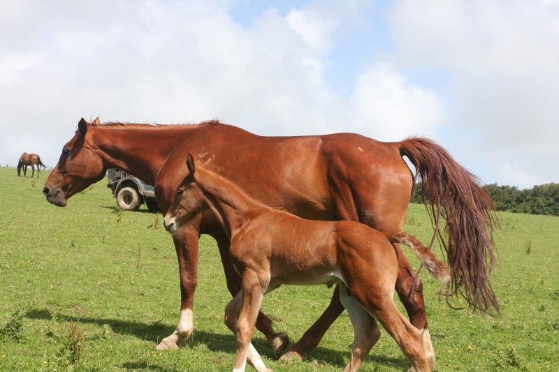 Gorgeous strong chestnut colt by Condor (Caretino x Capitol I) x Aerobic (Carthago)