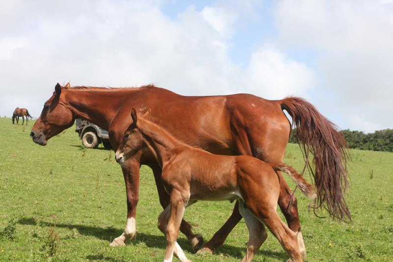 Gorgeous strong chestnut colt by Condor (Caretino x Capitol I) x Aerobic (Carthago)