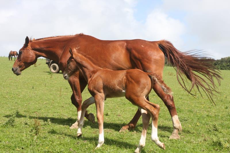 Gorgeous strong chestnut colt by Condor (Caretino x Capitol I) x Aerobic (Carthago)