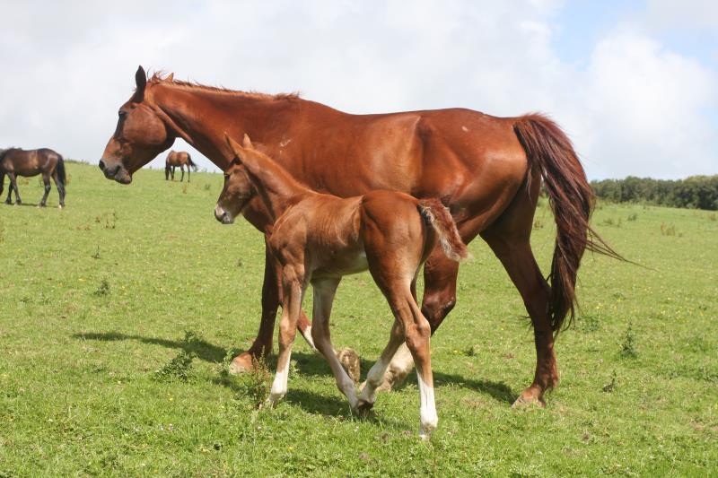 Gorgeous strong chestnut colt by Condor (Caretino x Capitol I) x Aerobic (Carthago)