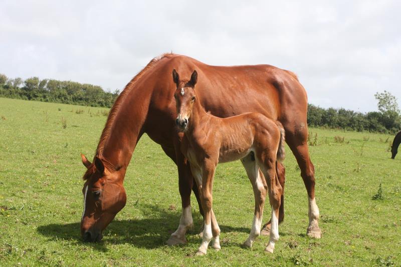 Gorgeous strong chestnut colt by Condor (Caretino x Capitol I) x Aerobic (Carthago)