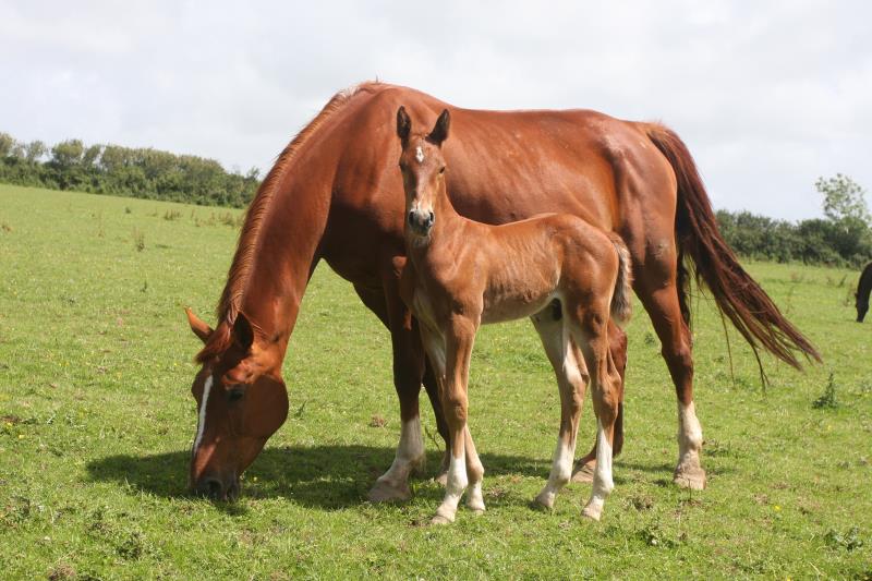 Gorgeous strong chestnut colt by Condor (Caretino x Capitol I) x Aerobic (Carthago)