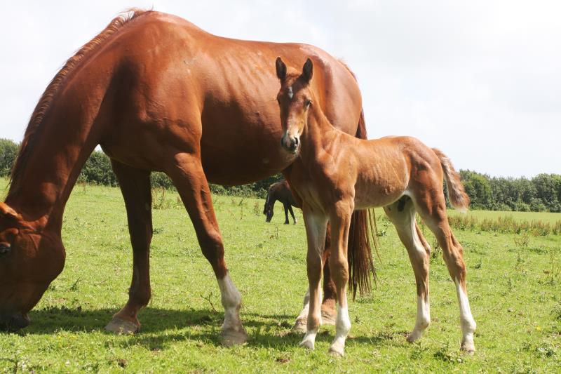 Gorgeous strong chestnut colt by Condor (Caretino x Capitol I) x Aerobic (Carthago)