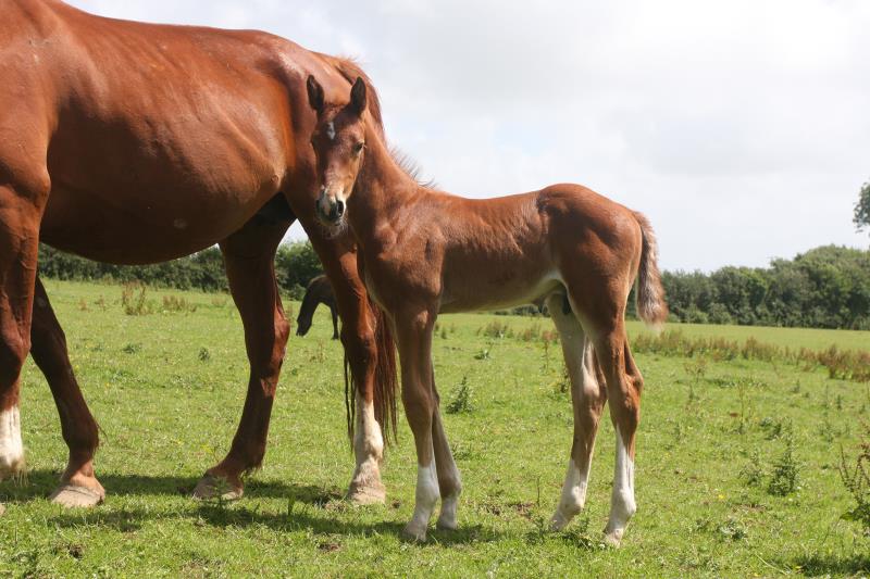 Gorgeous strong chestnut colt by Condor (Caretino x Capitol I) x Aerobic (Carthago)