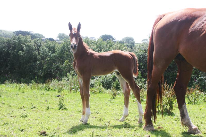 Gorgeous strong chestnut colt by Condor (Caretino x Capitol I) x Aerobic (Carthago)