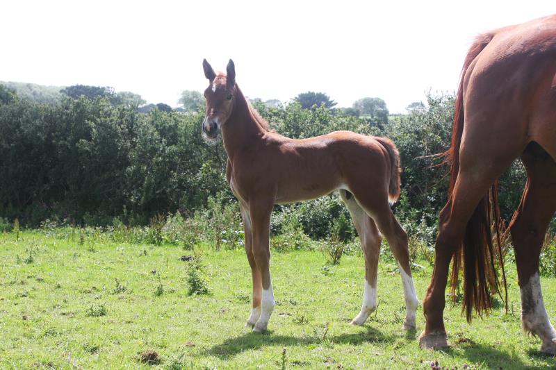 Gorgeous strong chestnut colt by Condor (Caretino x Capitol I) x Aerobic (Carthago)