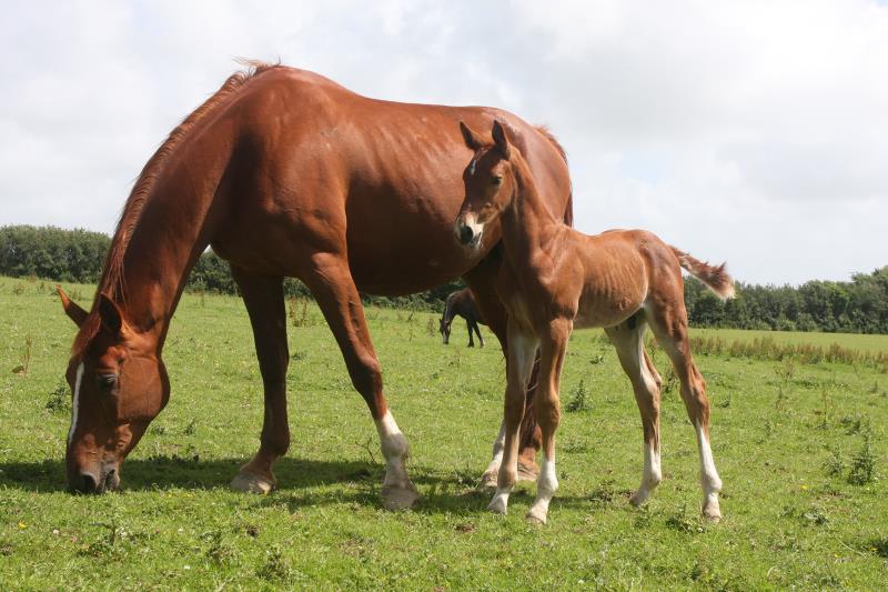 Gorgeous strong chestnut colt by Condor (Caretino x Capitol I) x Aerobic (Carthago)