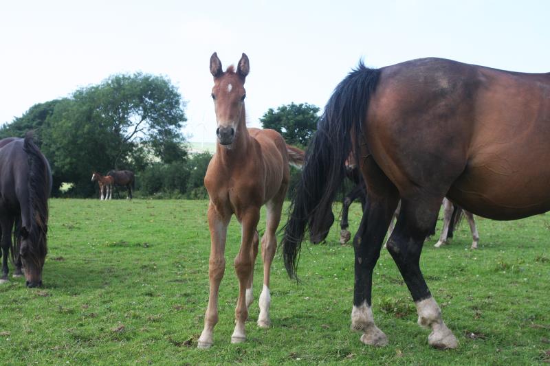 Foal by Condor (Caretino x Capitol I) x Zigzag (Concorde) x Shaab