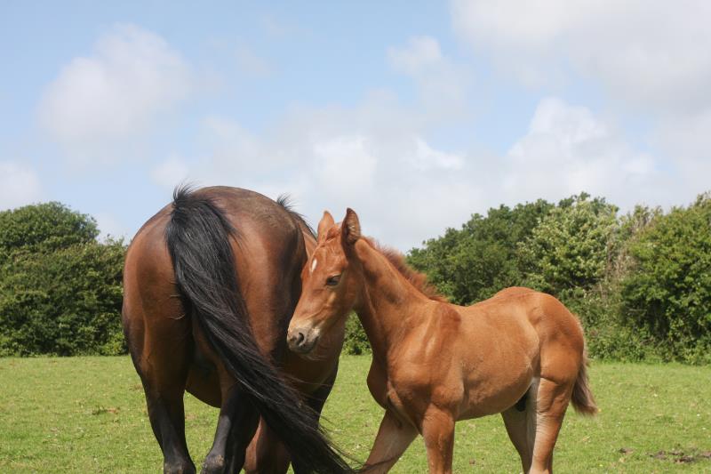 Foal by Condor (Caretino x Capitol I) x Zigzag (Concorde) x Shaab