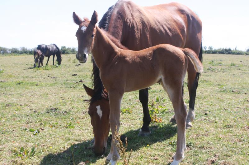 Super Chestnut Filly out of one of my favourite mares.by Condor (Caretino x Capitol I) x Paco (Kojak) x Hinault