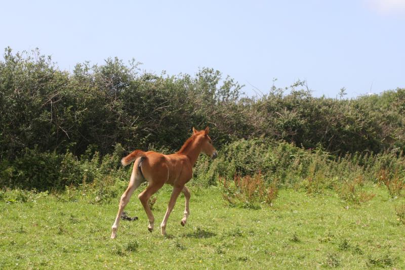 Super Chestnut Filly out of one of my favourite mares.by Condor (Caretino x Capitol I) x Paco (Kojak) x Hinault