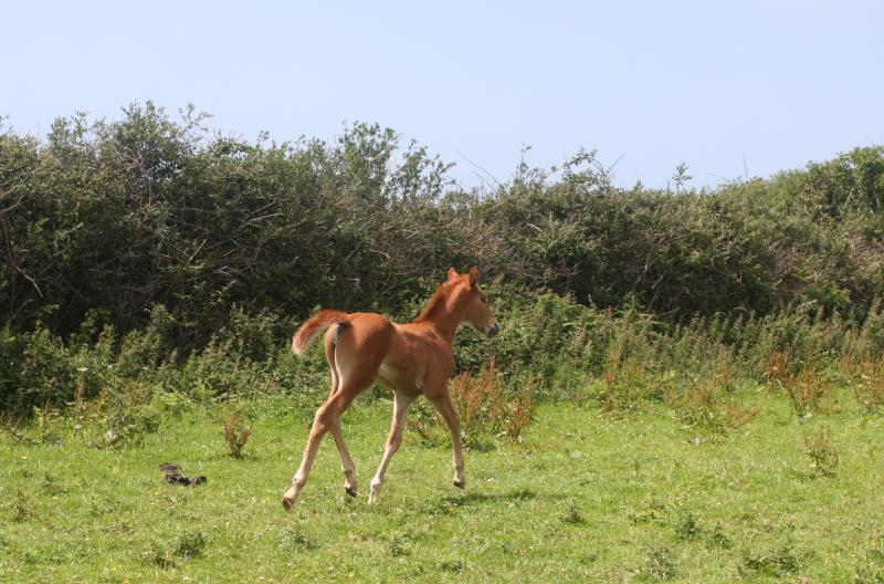 Super Chestnut Filly out of one of my favourite mares.by Condor (Caretino x Capitol I) x Paco (Kojak) x Hinault