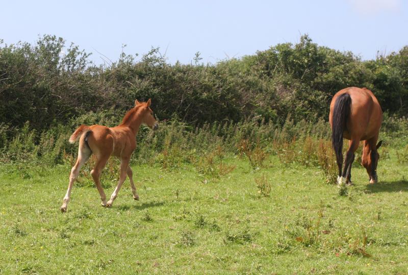 Super Chestnut Filly out of one of my favourite mares.by Condor (Caretino x Capitol I) x Paco (Kojak) x Hinault