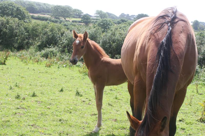 Super Chestnut Filly out of one of my favourite mares.by Condor (Caretino x Capitol I) x Paco (Kojak) x Hinault