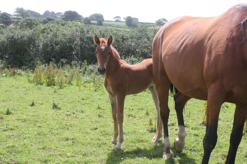 Super Chestnut Filly out of one of my favourite mares.by Condor (Caretino x Capitol I) x Paco (Kojak) x Hinault