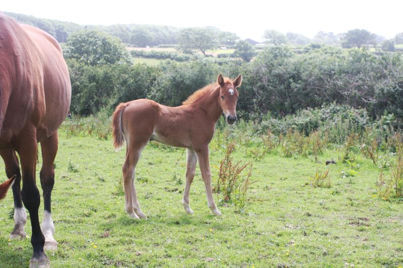 Super Chestnut Filly out of one of my favourite mares.by Condor (Caretino x Capitol I) x Paco (Kojak) x Hinault