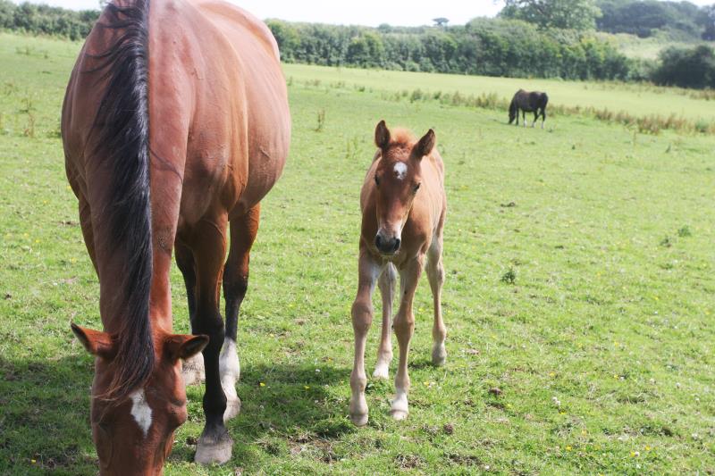 Super Chestnut Filly out of one of my favourite mares.by Condor (Caretino x Capitol I) x Paco (Kojak) x Hinault