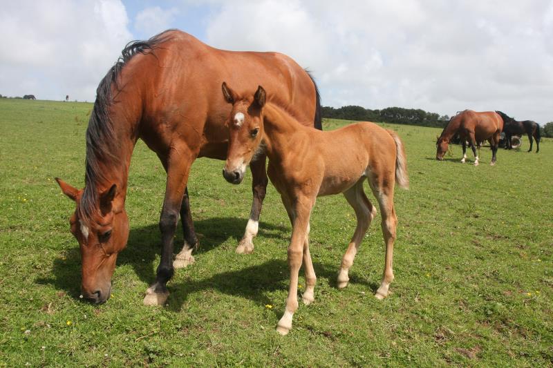 Super Chestnut Filly out of one of my favourite mares.by Condor (Caretino x Capitol I) x Paco (Kojak) x Hinault