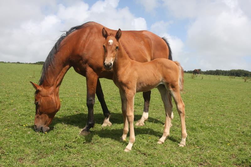 Super Chestnut Filly out of one of my favourite mares.by Condor (Caretino x Capitol I) x Paco (Kojak) x Hinault