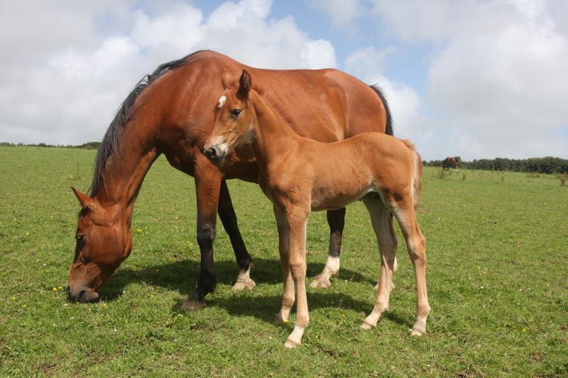 Super Chestnut Filly out of one of my favourite mares.by Condor (Caretino x Capitol I) x Paco (Kojak) x Hinault