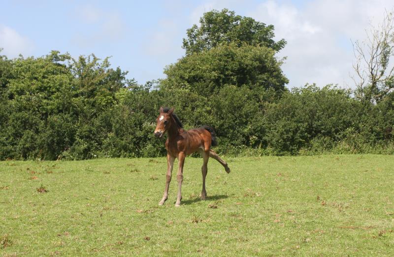 Future pony star