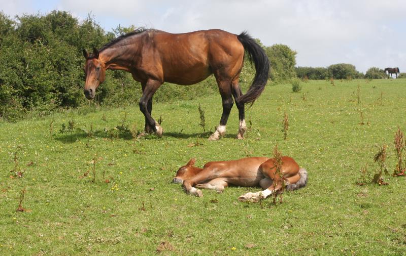 Bay Colt by Condor (Caretino x Capitol I) x Lupicor x Sit this one out