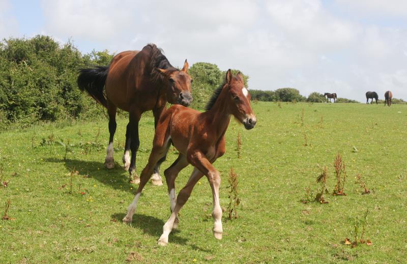 Bay Colt by Condor (Caretino x Capitol I) x Lupicor x Sit this one out