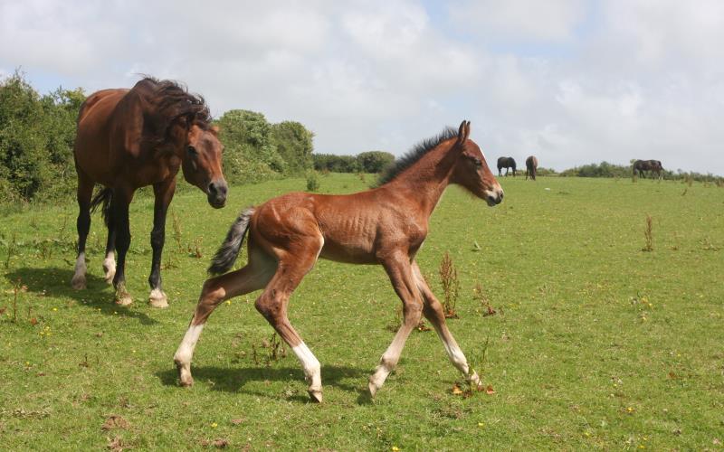 Bay Colt by Condor (Caretino x Capitol I) x Lupicor x Sit this one out