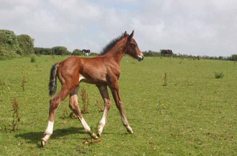 Bay Colt by Condor (Caretino x Capitol I) x Lupicor x Sit this one out