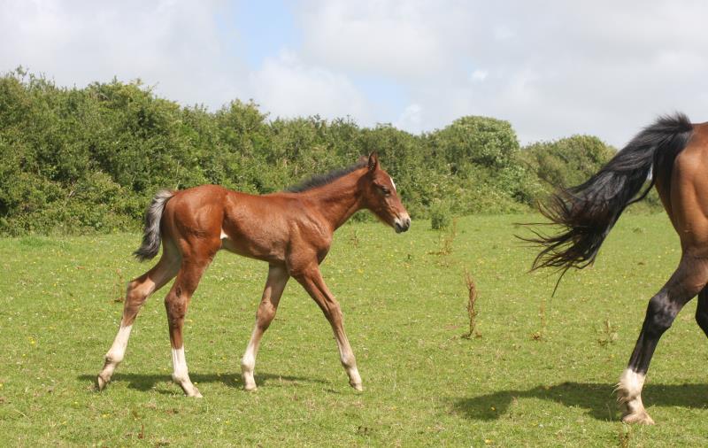 Bay Colt by Condor (Caretino x Capitol I) x Lupicor x Sit this one out