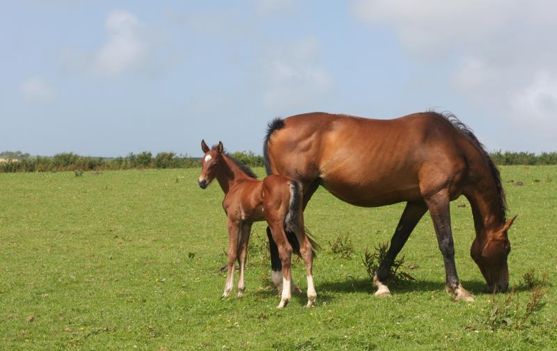 Bay Colt by Condor (Caretino x Capitol I) x Lupicor x Sit this one out