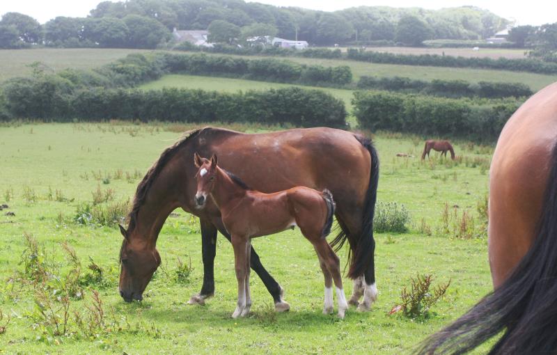 Bay Colt by Condor (Caretino x Capitol I) x Lupicor x Sit this one out