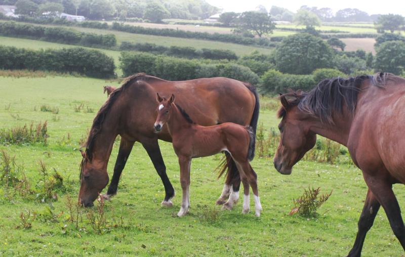 Bay Colt by Condor (Caretino x Capitol I) x Lupicor x Sit this one out